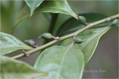 Sarcococca saligna